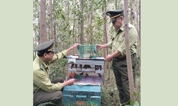 Đ&#224; Nẵng: Giải cứu nhiều chim kim oanh mỏ đỏ qu&#253; hiếm