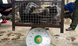 Li&#234;n tiếp ph&#225;t hiện động vật qu&#253; hiếm b&#242; v&#224;o vườn nh&#224; d&#226;n