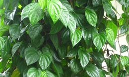 Lá trầu không có tác dụng chữa bệnh gì?