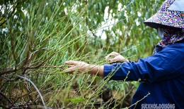 Người Nhật T&#226;n tất bật tuốt l&#225; đ&#224;o, v&#224;o chậu đ&#243;n Tết