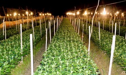 L&#224;ng hoa lớn nhất Nghệ An chong đ&#232;n xuy&#234;n đ&#234;m bước v&#224;o vụ hoa Tết