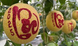 Những loại trái cây tạo hình lạ nào sẽ xuất hiện trên thị trường Tết 2026?