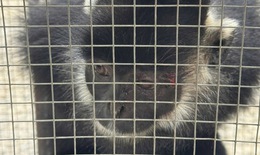 Đặt bẫy bắt linh trưởng quý hiếm thường kiếm ăn ở khu dân cư