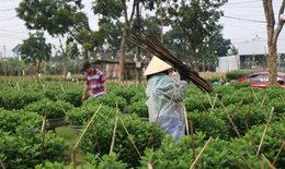 Nông dân xứ Huế 'chạy đua' với thời gian cho vụ hoa quan trọng nhất năm