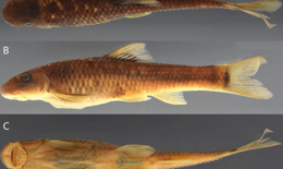 Cá và ong Việt Nam nằm trong số 70 loài sinh vật mới của năm 2025