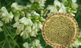 Bài thuốc từ hoa hòe chữa bệnh trĩ chảy máu