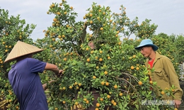 Người dân Tứ Liên hối hả đưa quất 'vào thế'