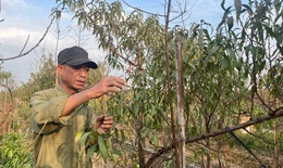 Vườn đào Nhật Tân, mùa 'canh Tết'