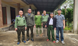 Khỉ vàng quý hiếm đi lạc vào nhà, người dân bắt giữ giao nộp chính quyền