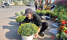 Cúc mâm xôi xuống phố đón Tết từ sớm, giá nhỉnh hơn mọi năm