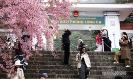 Mai anh đào nở rộ trước Đồn Biên phòng Lũng Cú, khách tấp nập chụp ảnh