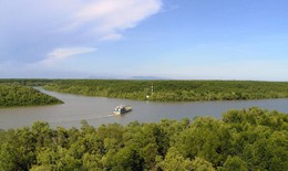 Đẩy mạnh trồng rừng ngập mặn giúp Đồng bằng sông Cửu Long thích ứng biến đổi khí hậu
