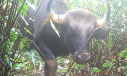 Xuyên Tết bảo vệ hơn 100 loài động vật quý hiếm ở VQG Chư Mom Ray