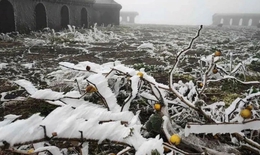 15 tỉnh, thành phố khu vực Bắc Bộ chủ động ứng phó với rét đậm, rét hại