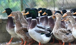 Vịt bầu Quỳ Châu quý hiếm được săn lùng