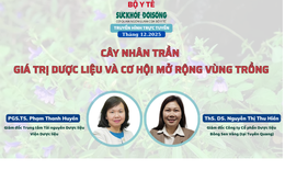 Truyền h&#236;nh trực tuyến: C&#226;y nh&#226;n trần – Gi&#225; trị dược liệu v&#224; cơ hội mở rộng v&#249;ng trồng