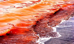 Nước biển c&#243; 2 m&#224;u kỳ lạ ở C&#224; Mau l&#224; do &#244; nhiễm?