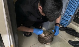 Giải cứu 12 cá thể động vật quý hiếm có nguy cơ tuyệt chủng