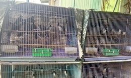 Ph&#225;t hiện cửa h&#224;ng nu&#244;i, nhốt h&#224;ng trăm c&#225; thể động vật hoang d&#227; tr&#225;i ph&#233;p