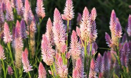 Cây hoa mào gà trắng chữa bệnh gì?