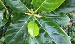 5 cách dùng lá mít chữa bệnh