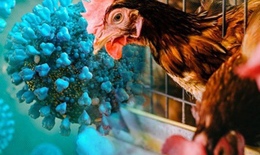 Australia: Đợt bùng phát mới cúm gia cầm chủng H7N8