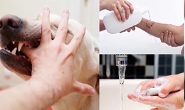 Dại: Nguy&#234;n nh&#226;n, triệu chứng, l&#226;y truyền, ph&#242;ng ngừa v&#224; điều trị
