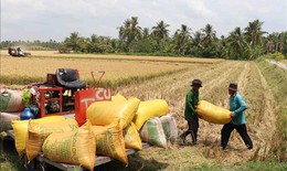 Thị trường nông sản: Giá lúa, gạo giảm nhẹ