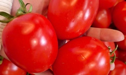 Cà chua giá siêu rẻ chỉ 2.000 đồng/kg: Cách bảo quản để dùng được lâu dài