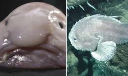 Cá 'xấu xí' nhất thế giới bất ngờ giành giải 'Cá của năm'