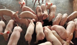 Giá lợn hơi tăng cao kỷ lục, nông dân e ngại tái đàn vì giá con giống đắt đỏ