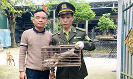Phát hiện động vật quý hiếm 'đi lạc', người đàn ông gọi đường dây nóng kiểm lâm giao nộp