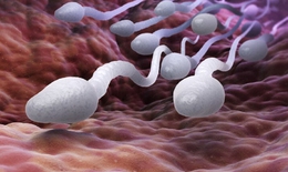 Sự thật bất ngờ: Đàn ông có tinh trùng khỏe mạnh sống thọ hơn