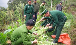  U70 giấu gần 1.000 cây thuốc phiện trong vườn rau cải