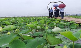 Hạt sen sau khi 'du hành' vũ trụ sẽ được trồng đối chứng để nghiên cứu