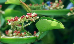 Dung dịch xịt hỗ trợ ngăn ngừa bệnh răng miệng hiệu quả