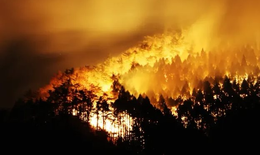 T&#236;nh trạng ch&#225;y rừng khắp nơi do thời tiết cực đoan hay do con người?