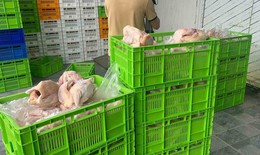 Phát hoảng với tác hại của gà đông lạnh, gà ủ muối không rõ nguồn gốc