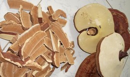 Cách dùng nấm hương, nấm linh chi giảm cholesterol máu