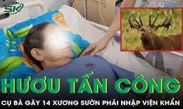 Cụ bà 72 tuổi gãy 14 xương sườn phải nhập viện cấp cứu vì bị hươu tấn công