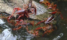 Lại b&#225;o động t&#236;nh trạng mua b&#225;n t&#244;m h&#249;m đất