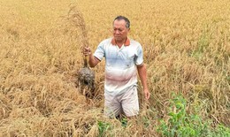 L&#250;a chết bất thường ven đường cao tốc, c&#225;ch g&#236; khắc phục?