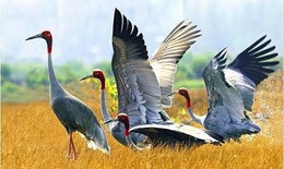 Đưa sếu đầu đỏ từ Thái Lan về Vườn quốc gia Tràm Chim để sinh sản