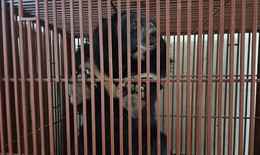 3 cá thể gấu ngựa được đưa về nuôi ở Vườn quốc gia Bạch Mã
