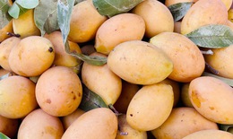 Thanh trà vào mùa bán đầy chợ Việt giá vài chục nghìn đồng/kg