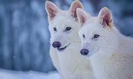 Lo&#224;i s&#243;i thời tiền sử &#39;sống lại&#39; nhờ c&#244;ng nghệ hiện đại