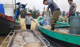 Ngư dân Hà Tĩnh kiếm tiền triệu từ loài nhuyễn thể, không xương