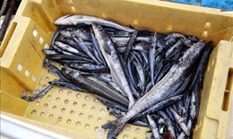 Cá nuôi biển ở Vũng Chùa Đảo Yến chết bất thường chưa rõ nguyên nhân