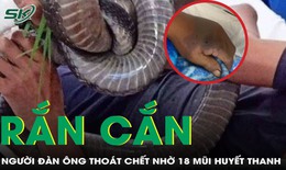 Bị rắn hổ đất cắn, người đàn ông 70 tuổi thoát chết nhờ tiêm 18 lọ huyết thanh 