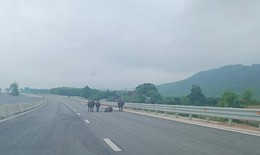 Đ&#224;n tr&#226;u nhởn nhơ đi lại tr&#234;n cao tốc qua H&#224; Tĩnh
